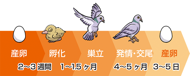 鳩が来たら早期対策を 放っておくと怖い鳩被害 ハト対策防衛隊