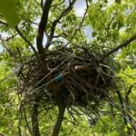 樹木に作られたカラスの巣撤去